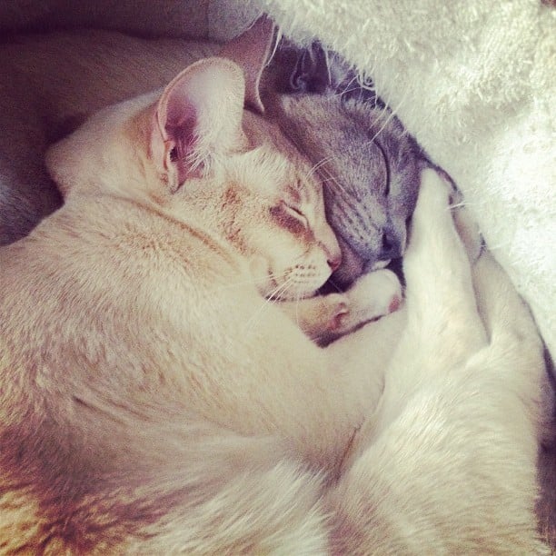 So Cozy