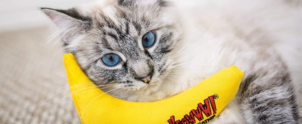 Shop These Chew Toys For Cats That Promote Good Oral Health
