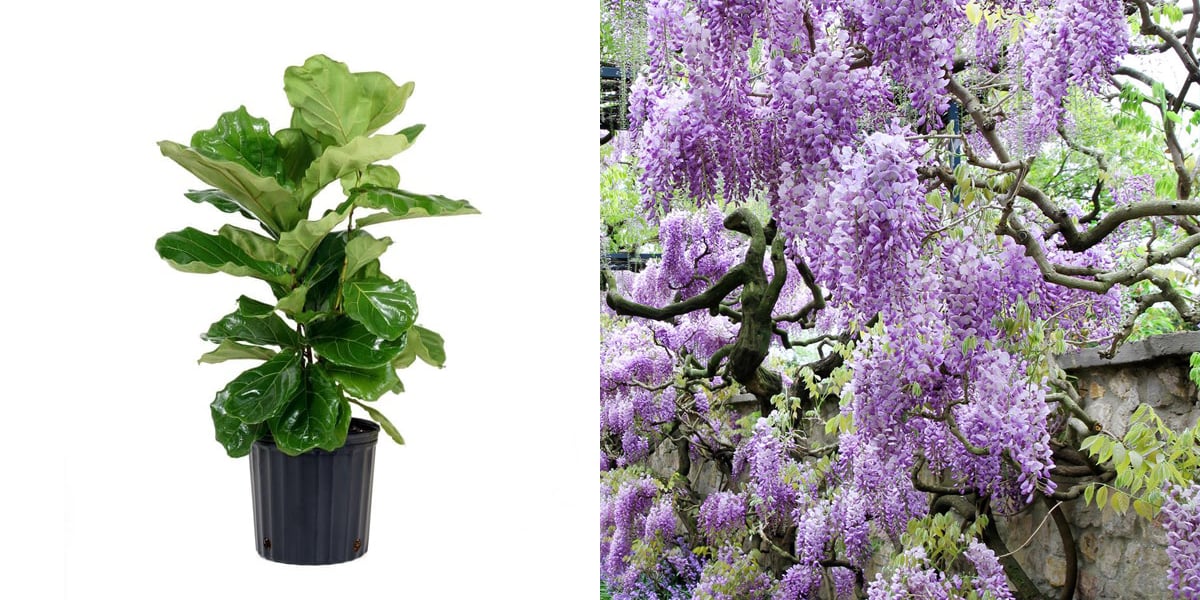 Best Trees and Plants From Home Depot POPSUGAR Home