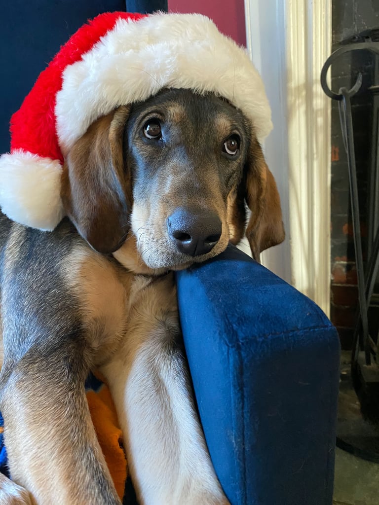 Dogs Dressed as Santa