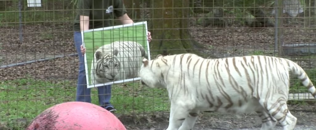 Cats Looking in Mirror | Video