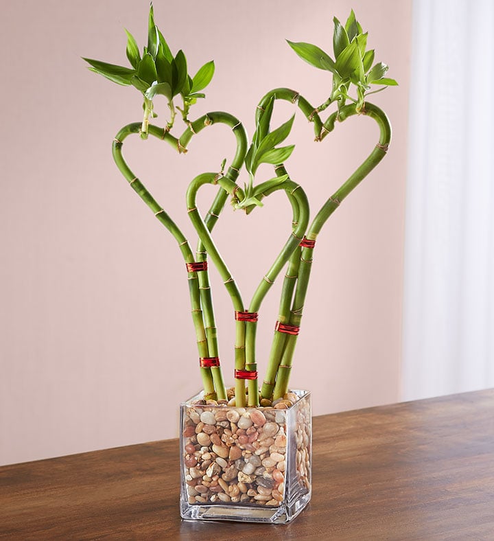 1-800-Flowers' Sweet Heart Bamboo Triple Stem