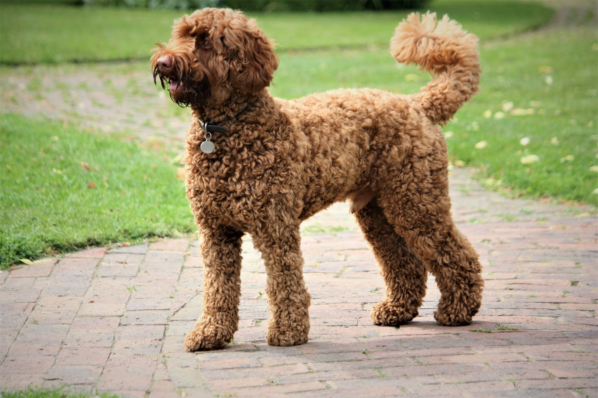 big dog breeds with curly hair