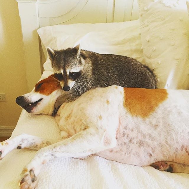 Raccoon That Lives With Dogs | Instagram