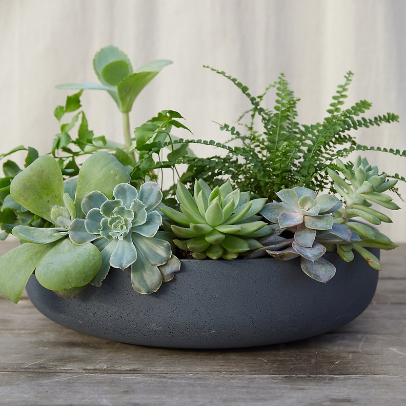 Fiber Concrete Bowl Planter