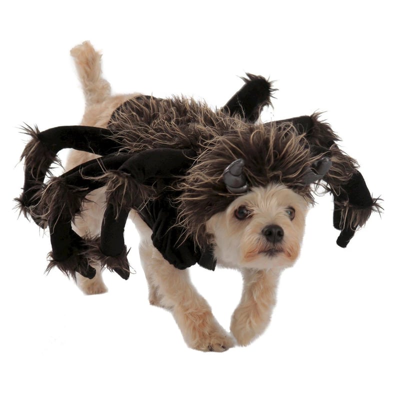 Tarantula Dog Costume