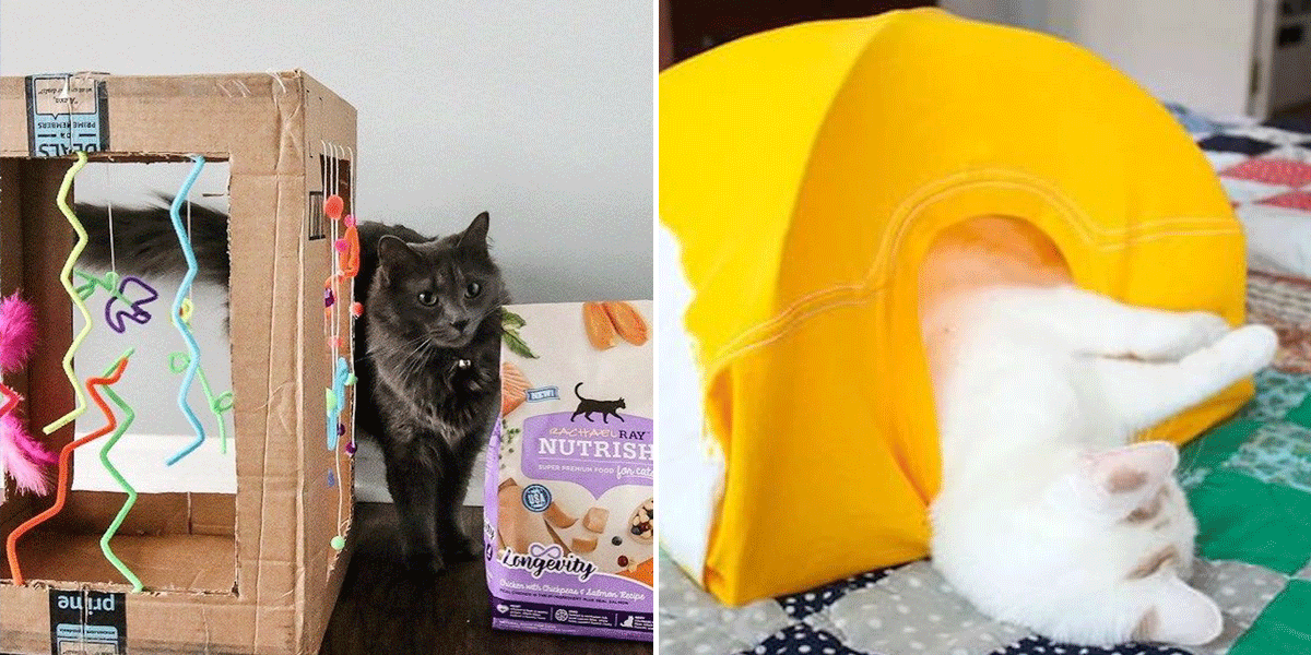 How To Keep Cats Entertained: Cat Games & Creative Ways