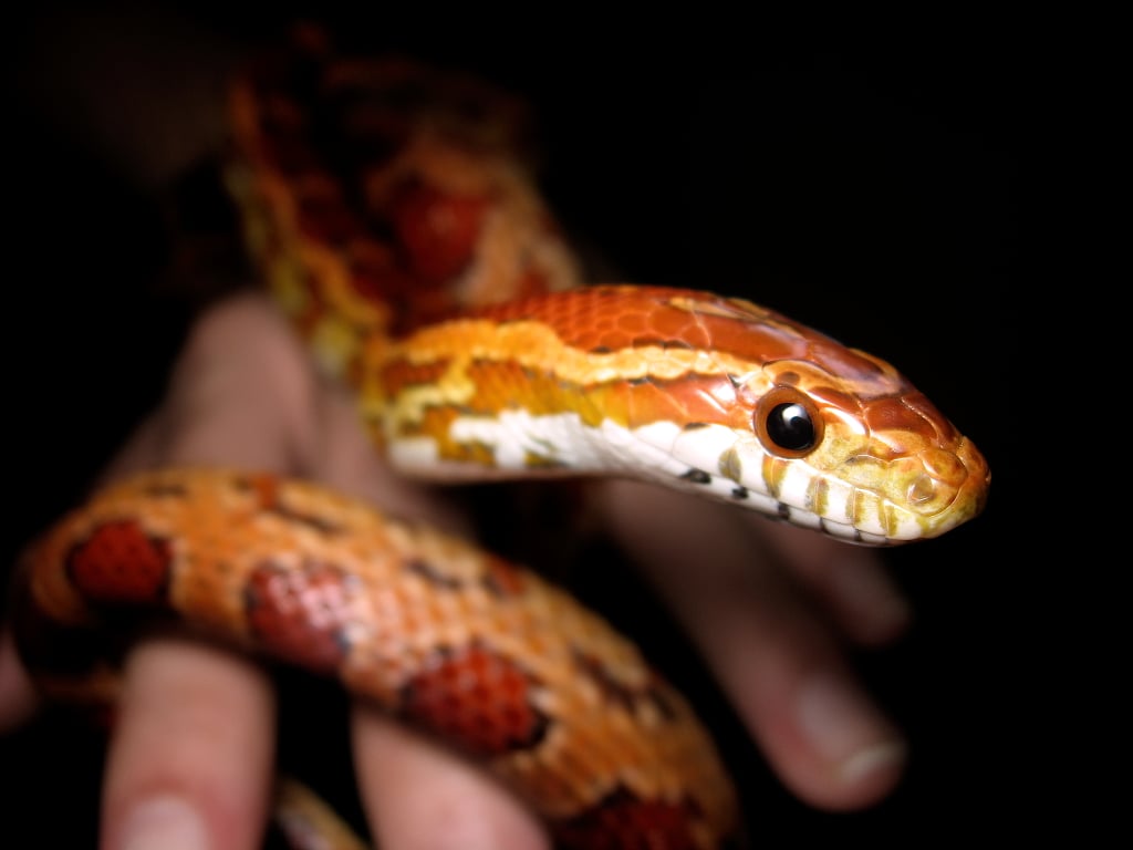 Corn Snake 10 of the Easiest Small Pets to Take Care Of POPSUGAR UK