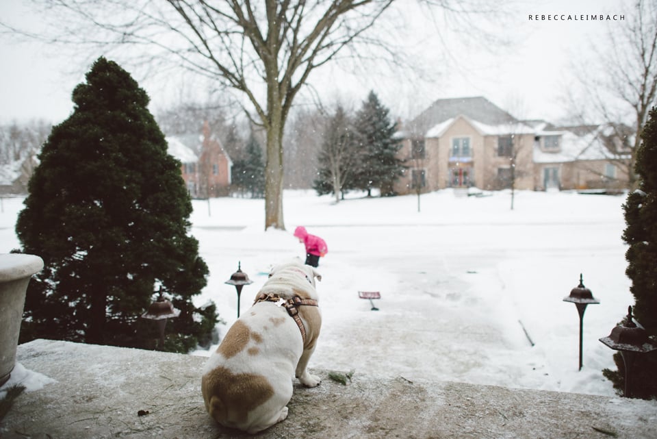 family watchdog