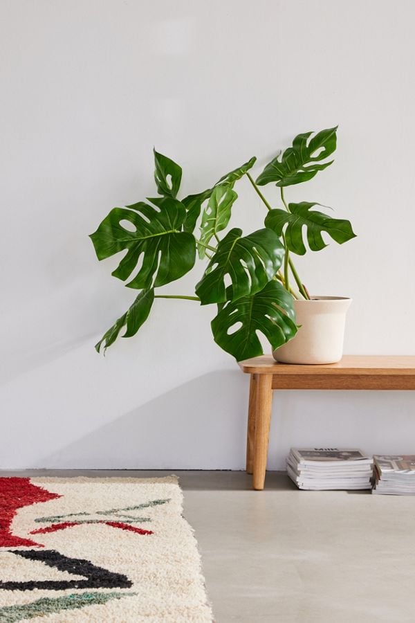 Potted Monstera Faux Plant