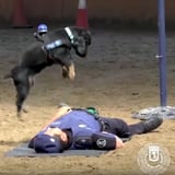 Police Dog Performs CPR on Lifeless Officer