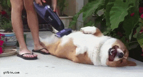 This dog getting vacuumed.