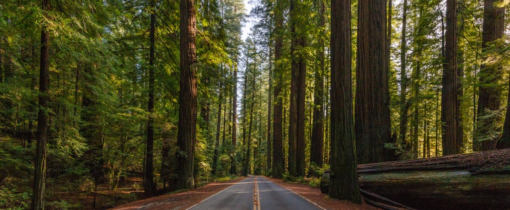 Where Is the Emerald Triangle From Murder Mountain?