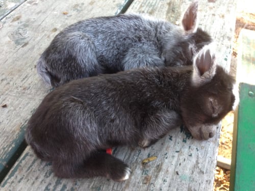 These precious sleepy kids