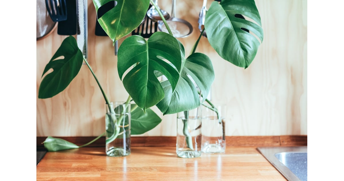 PS How much water should I give it? Monstera Plant Care Tips POPSUGAR Home Photo 4