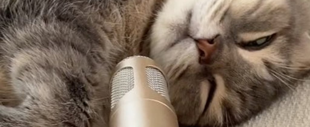 Cat Sleeping With Microphone Up to His Face | Videos