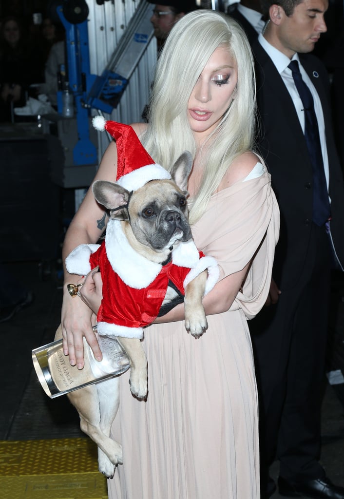 Lady Gaga and Taylor Kinney Dress Their Dogs Like Santa