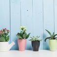 Keep Your Home Fresh With These Low-Maintenance Indoor Plants