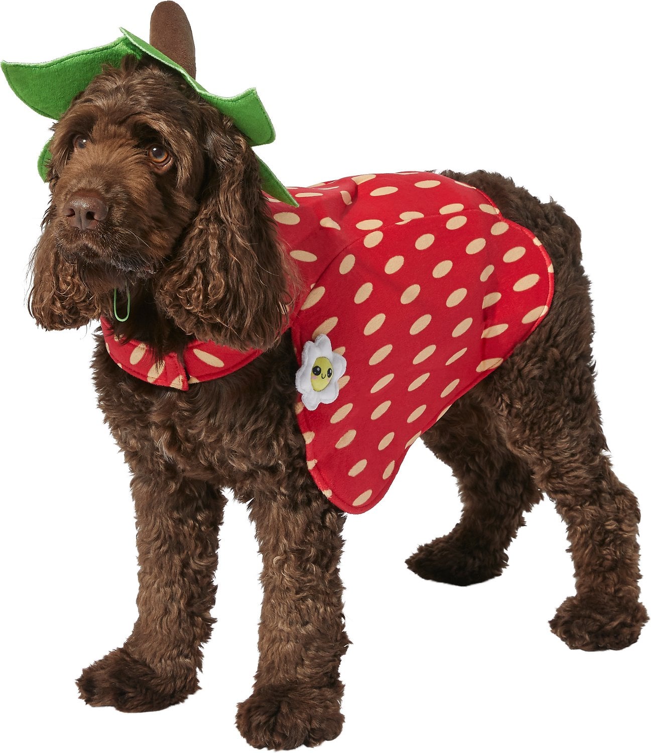 Dog shop strawberry costume
