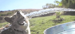Stage 13: Uncontrollable Thirst
