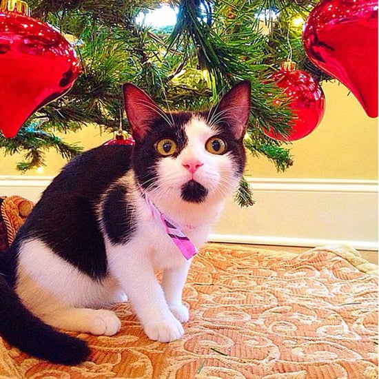 Cats Under the Christmas Tree