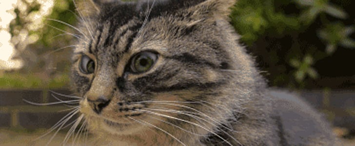 Best Cat GIFs From Imgur 2015