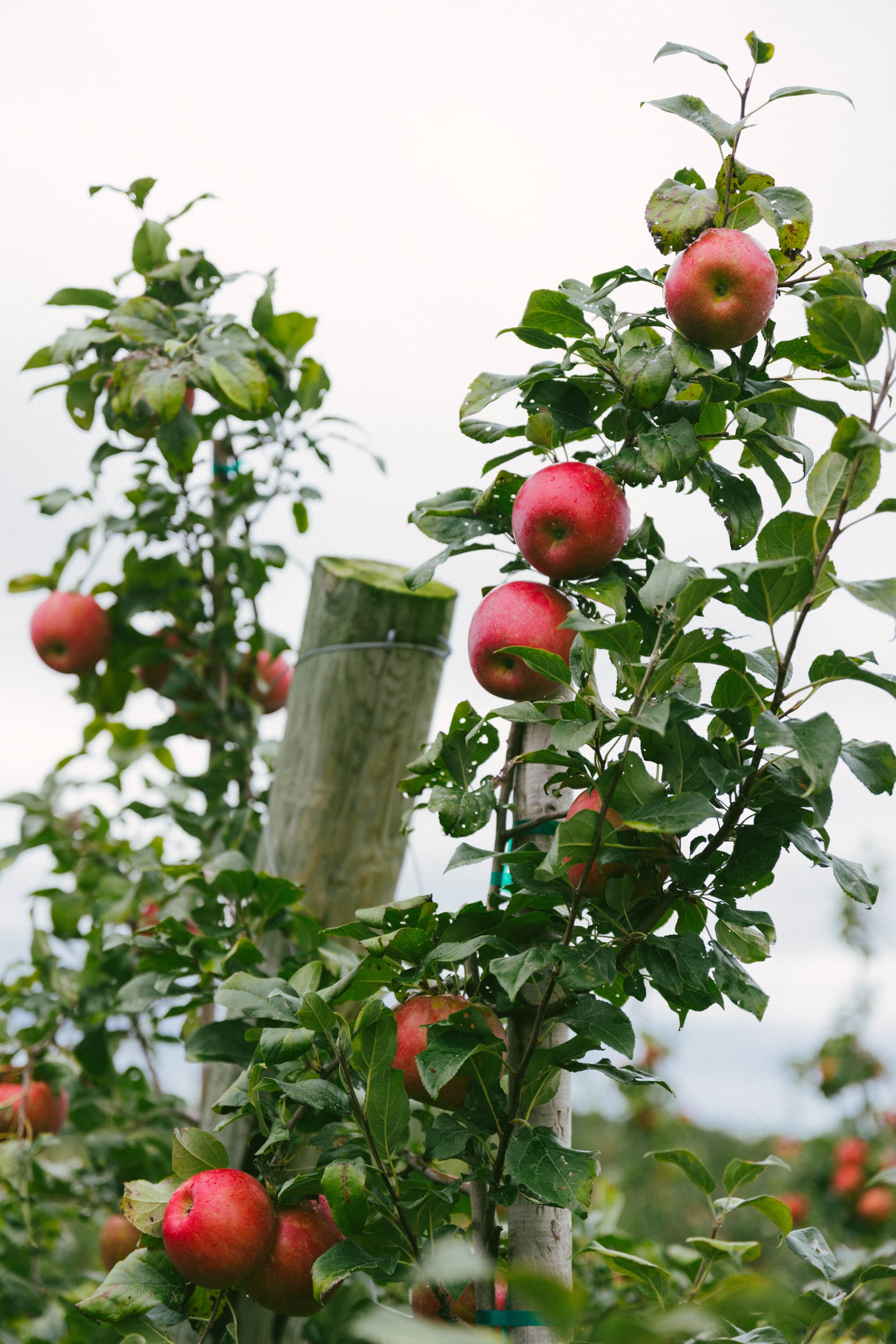Best Apple Orchards in Michigan POPSUGAR Smart Living