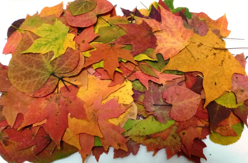 Flower Girl Alternatives to Petals: Autumn Leaves