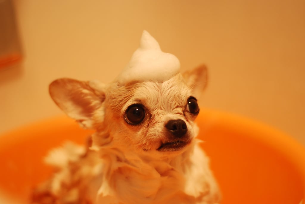 Cute Chihuahua Pictures