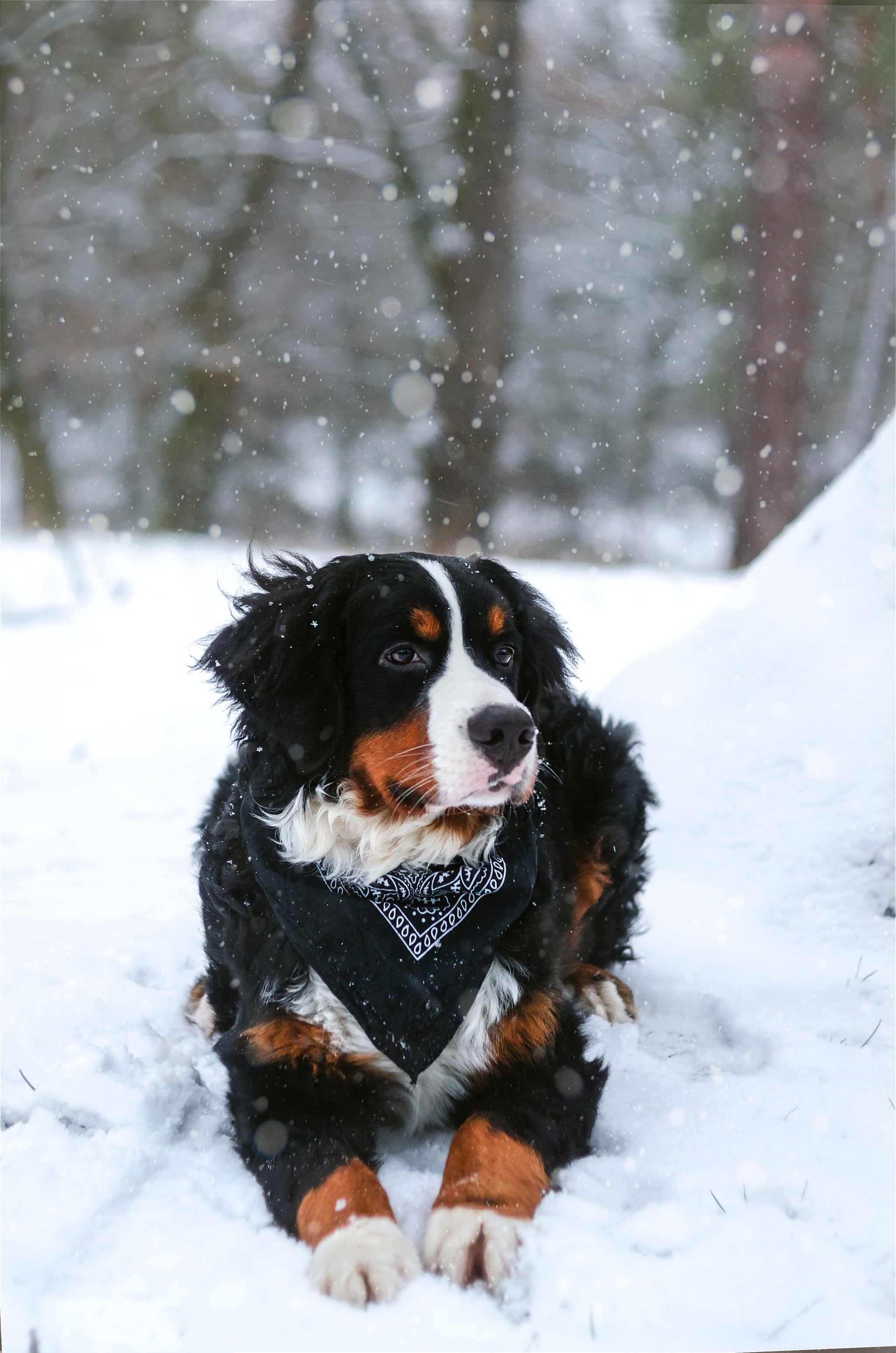Best dog hotsell for libra