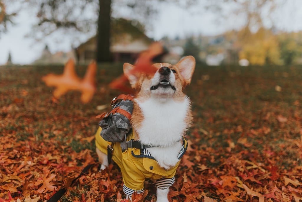 Cute Photos of Dogs in the Fall