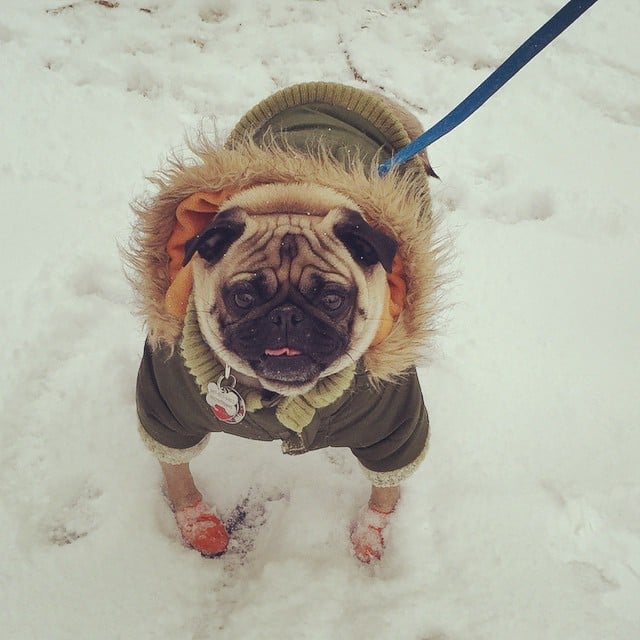 Dogs in Coats | Pictures
