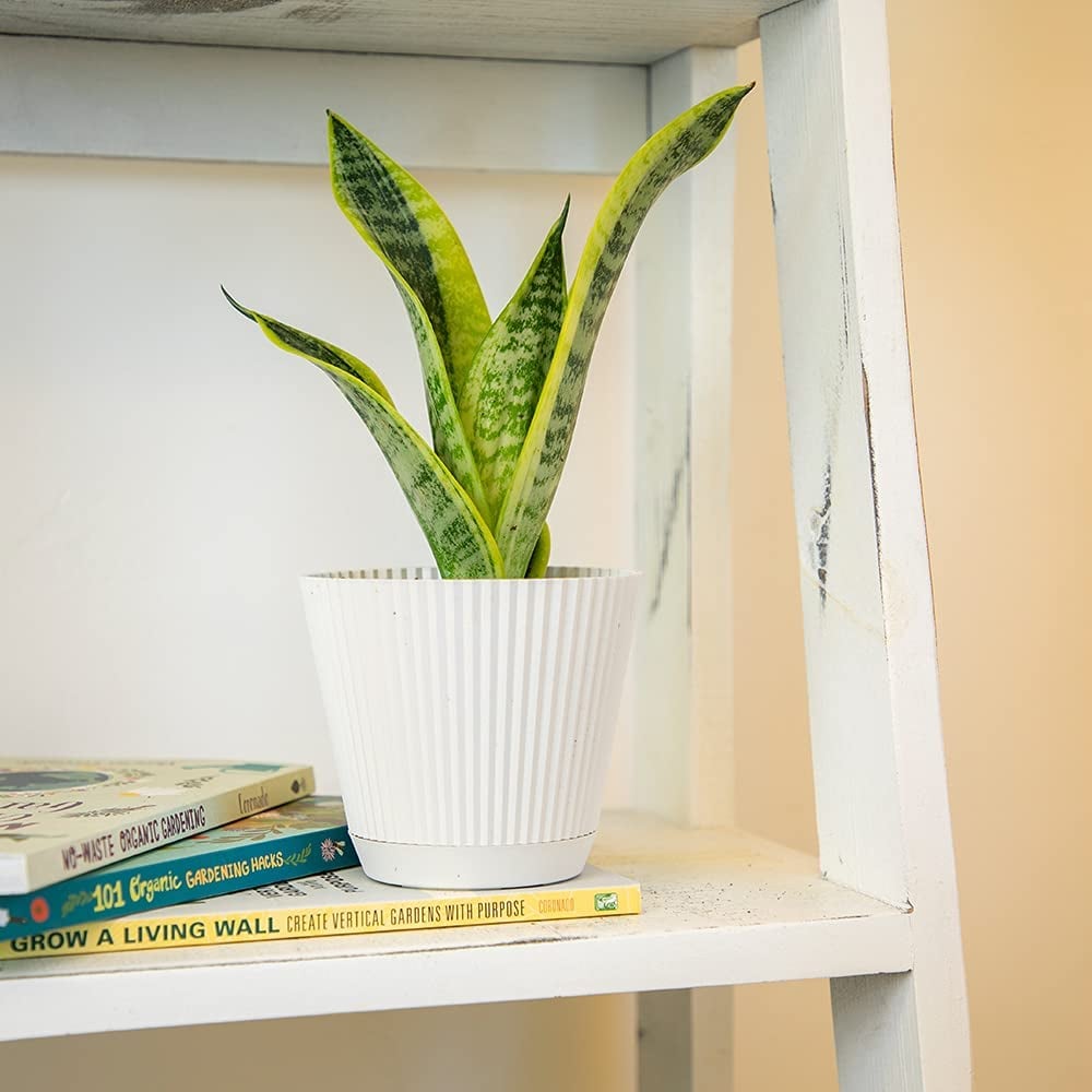 For the Plant Parent: Live Snake Plant With Decorative White Pot