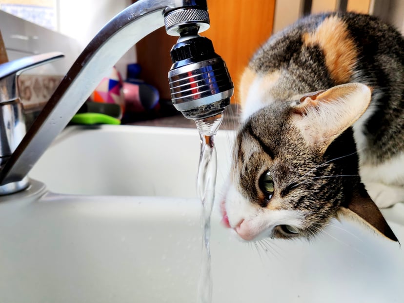 Cat drinking in the kitchen faucet of a family home