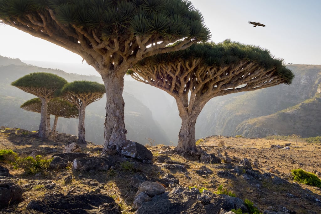 Dragon Trees, Yemen