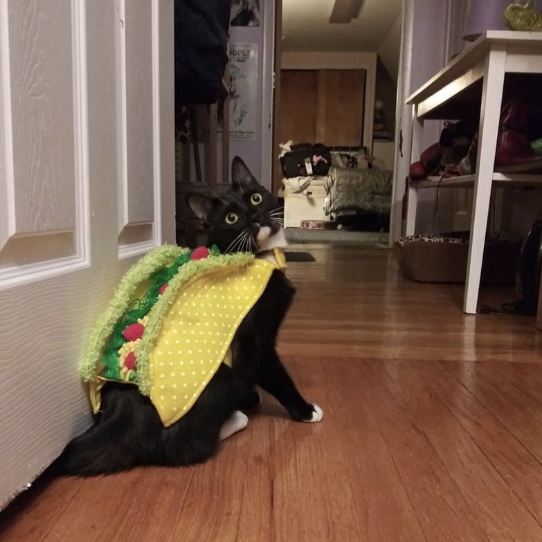 taco cat costume