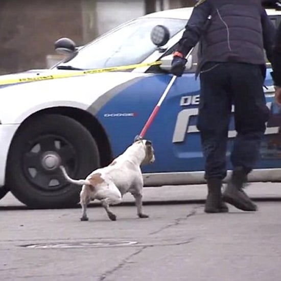 Child Killed by 4 Pit Bulls During Walk to School with Mom