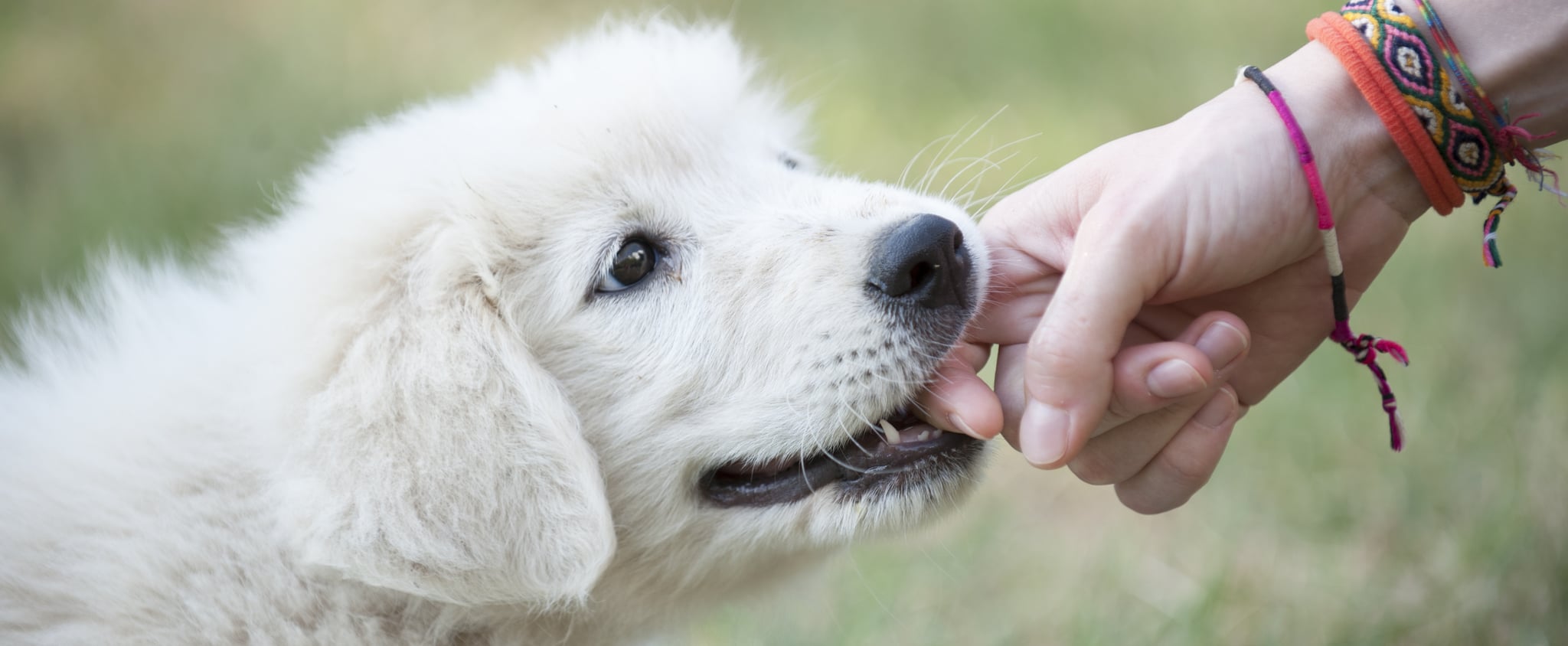 stop teething puppy biting