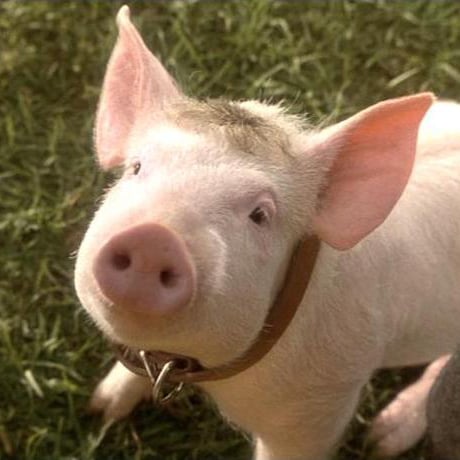 Animals in Movies