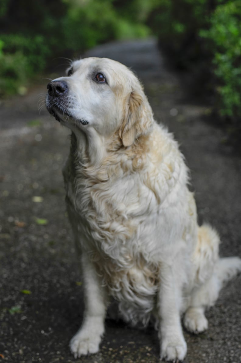 英国的金毛猎犬