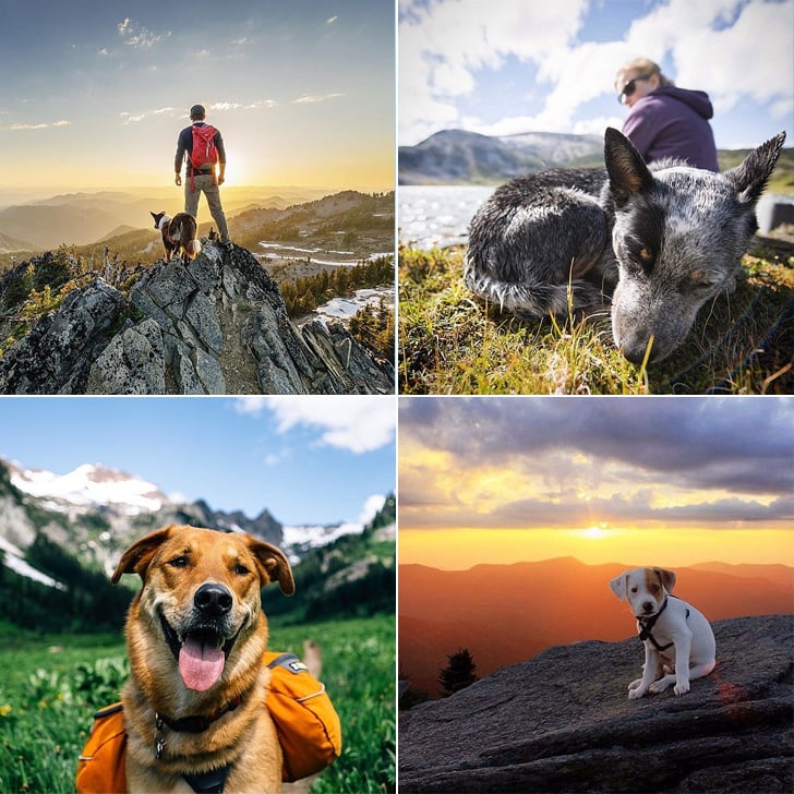 Photos of Dogs Camping