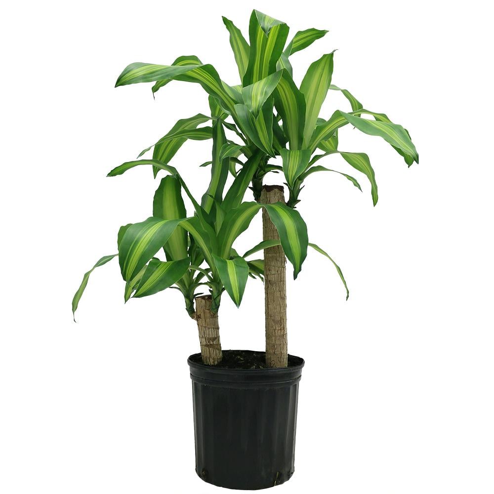 Creme & Green Corn Plant | Best Large Indoor Plants ...