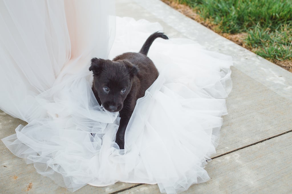 Dogs in Weddings