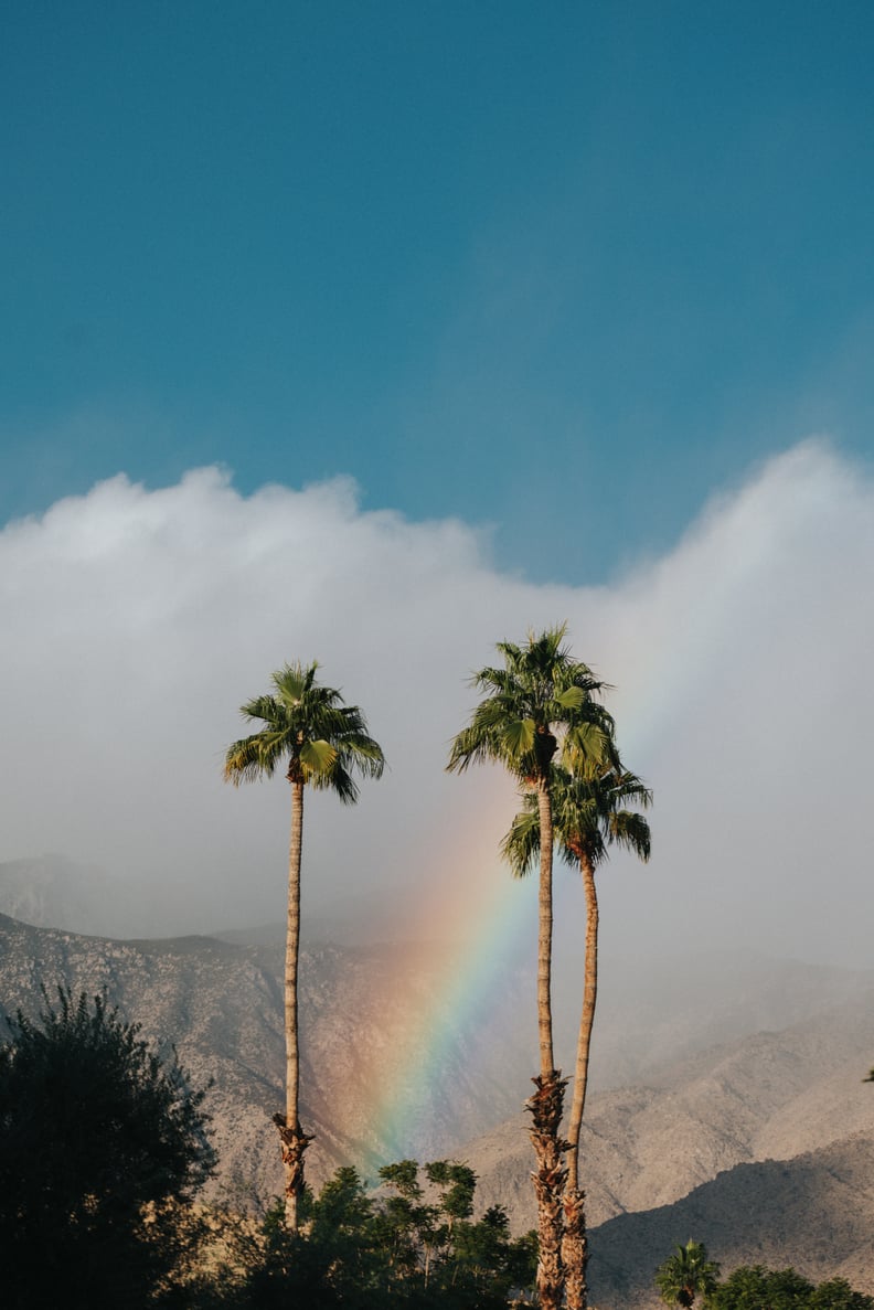 Palm Trees and Rainbow iPhone Wallpaper