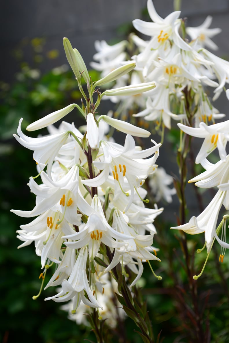 Lilies Have Lots of Imposters