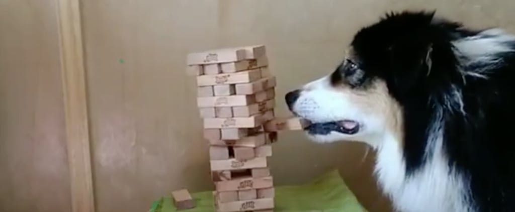 Watch This Australian Shepherd Play a Game of Jenga