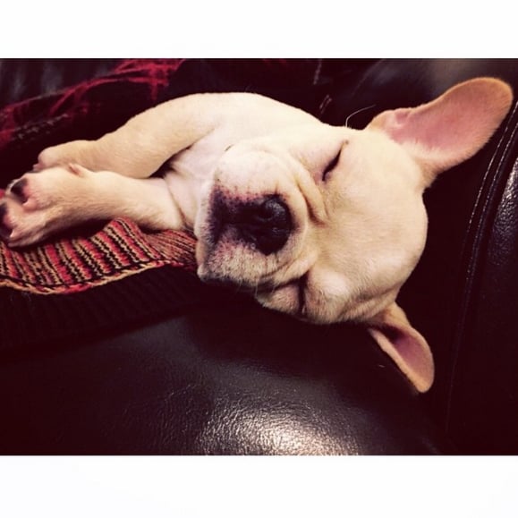 "The struggle is real. #Beau"