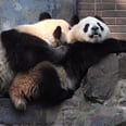 This Male Panda in China Can Go Longer Than Your Boyfriend