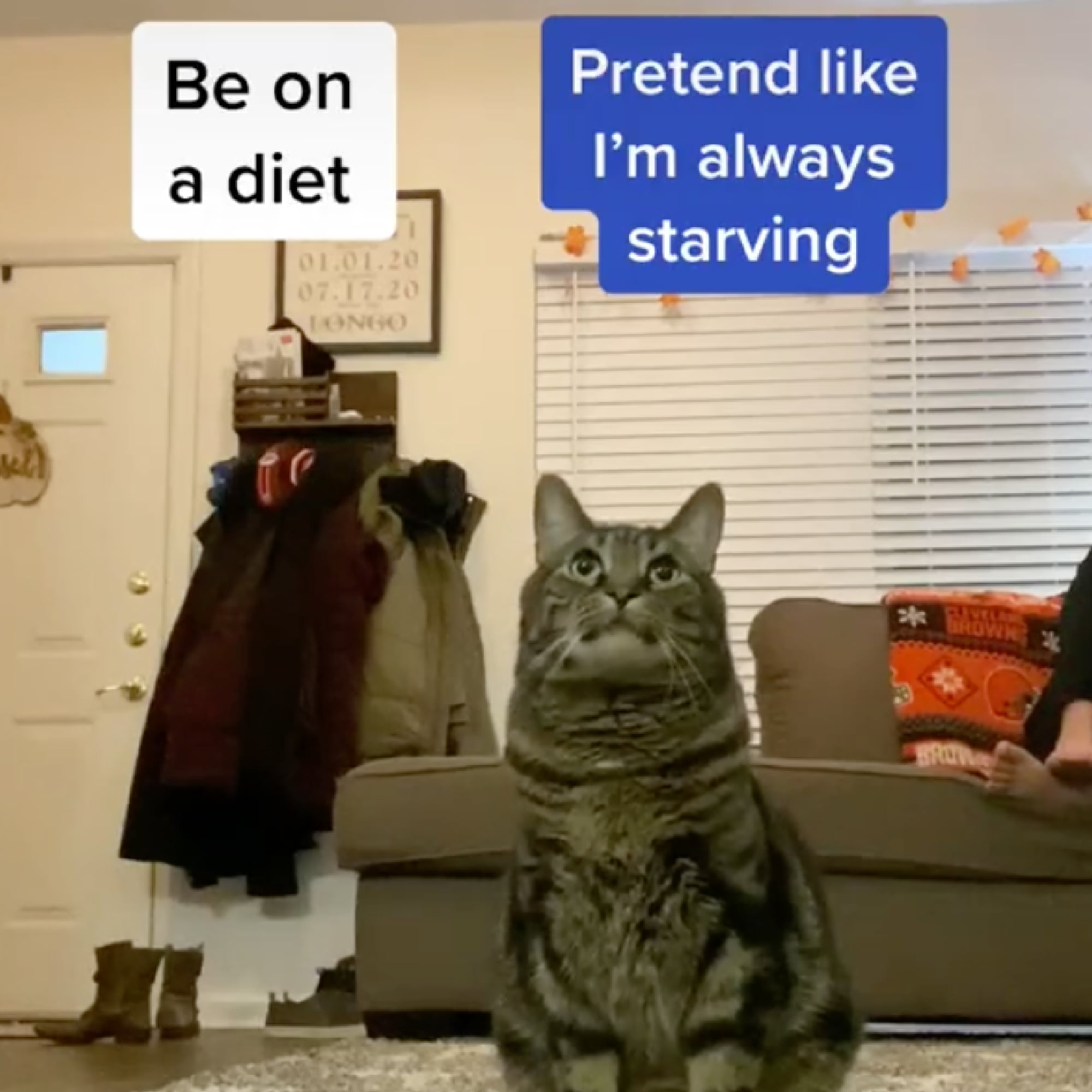 Tik Tok Cats Funny 2024 towncentervb