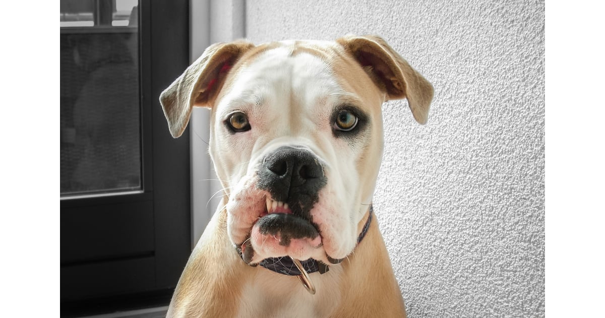 Pictures Of Dogs Making Funny Faces Popsugar Pets Photo 20
